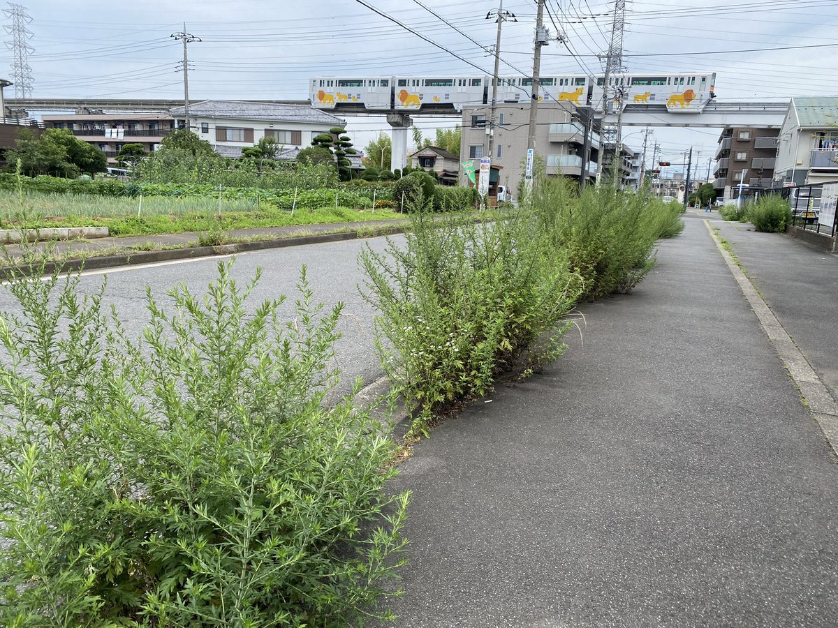 babakenji's tweet photo. 【皆様からのお声】
万願寺3-8、3-9番地付近の歩道の雑草が刈られました。
伸びた草を刈ってほしい（4枚目の写真）というお声を頂き、市道路課に対応をお願いしました。皆様からの生活現場でのお声を誠にありがとうございました✨

#皆様からのお声
#地域回り
#生活現場
#草刈り
#雑草
#日野市
#日野 https://t.co/cQf0I0EFLp