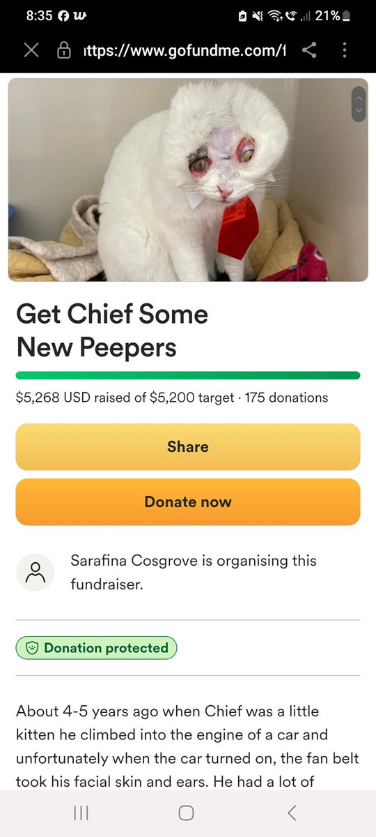 amybethjo_'s tweet photo. @TikTokSupport 
This person is doing a scam.
Not their cat. Scamming people out of money. Stolen from a @gofundme page. https://t.co/0S2G0PdPBE