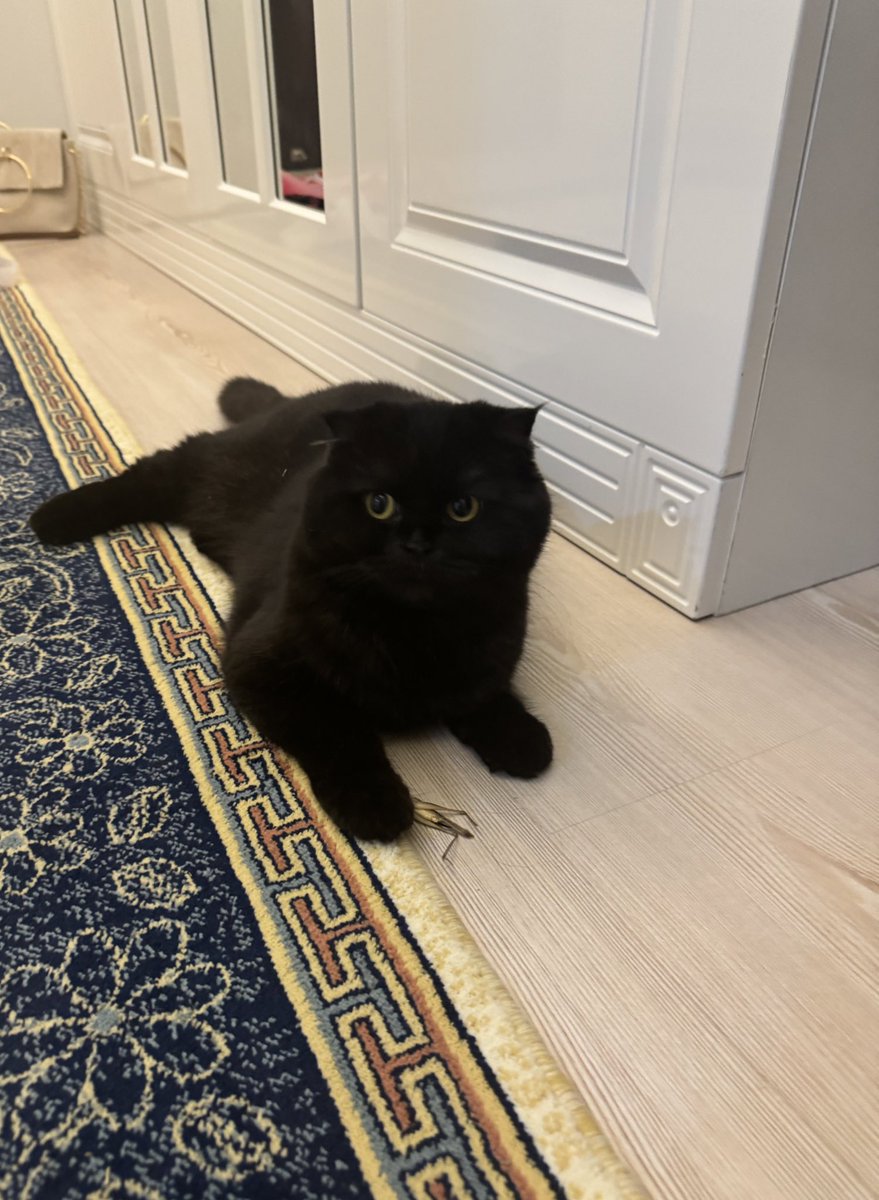 Ayşenur Yıldırım (@aysenryildirm) on Twitter photo 