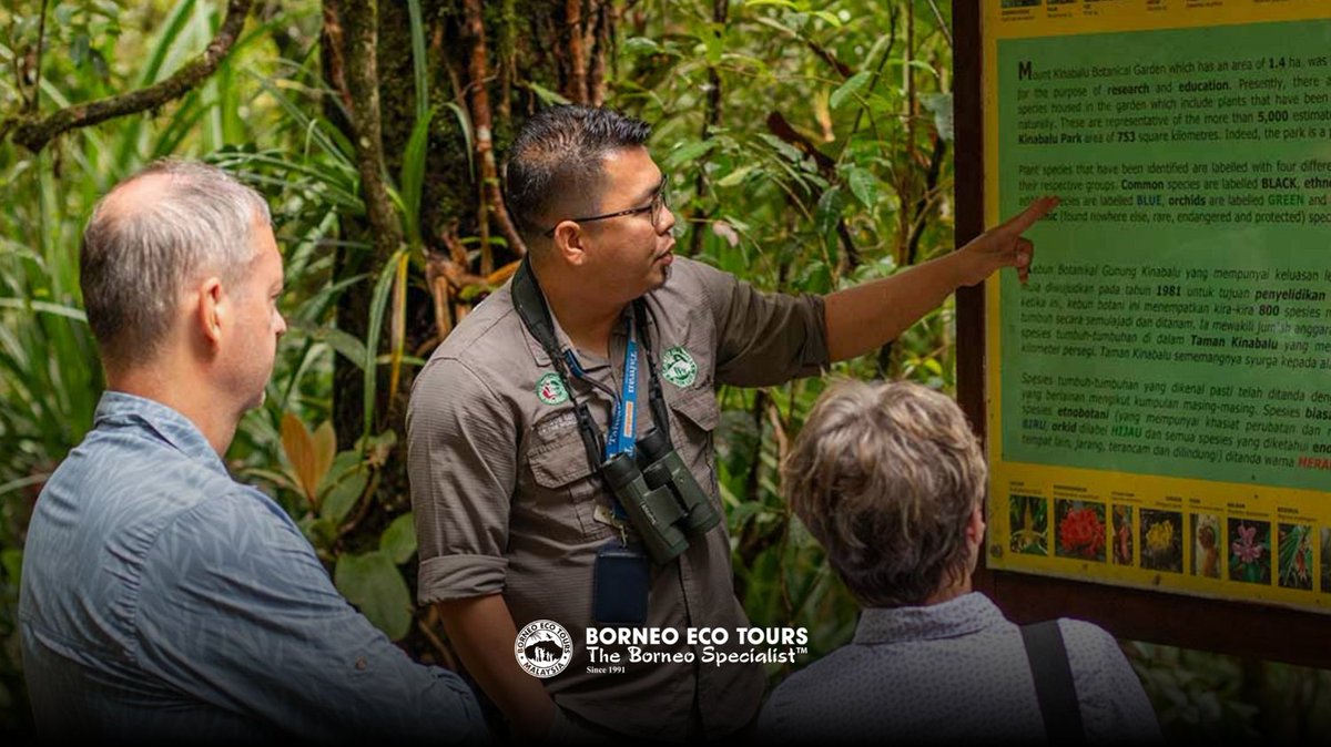 borneoecotours's tweet photo. At Borneo Eco Tours, every journey includes English-speaking guides, ensuring you won’t miss a single detail of your experience. Whether you’re exploring the lush rainforests or cruising the rivers, our guides are here to make your trip informative, and unforgettable. 🦜✨ https://t.co/Y83fExoiJx