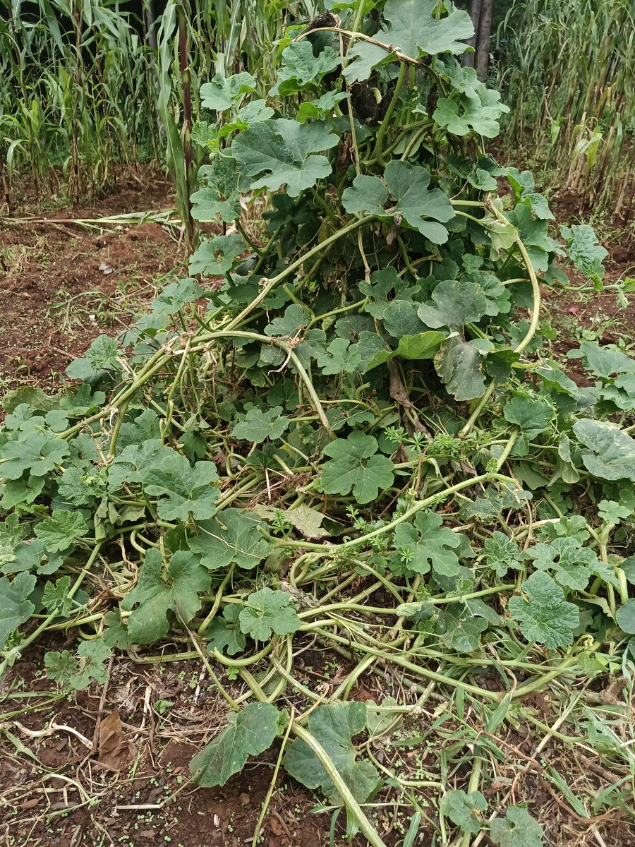 Slow Food Kenya tweet media