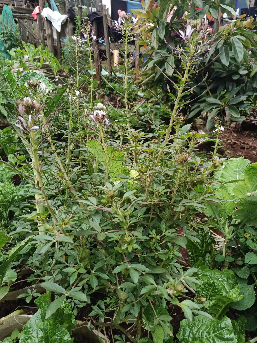 Slow Food Kenya tweet media