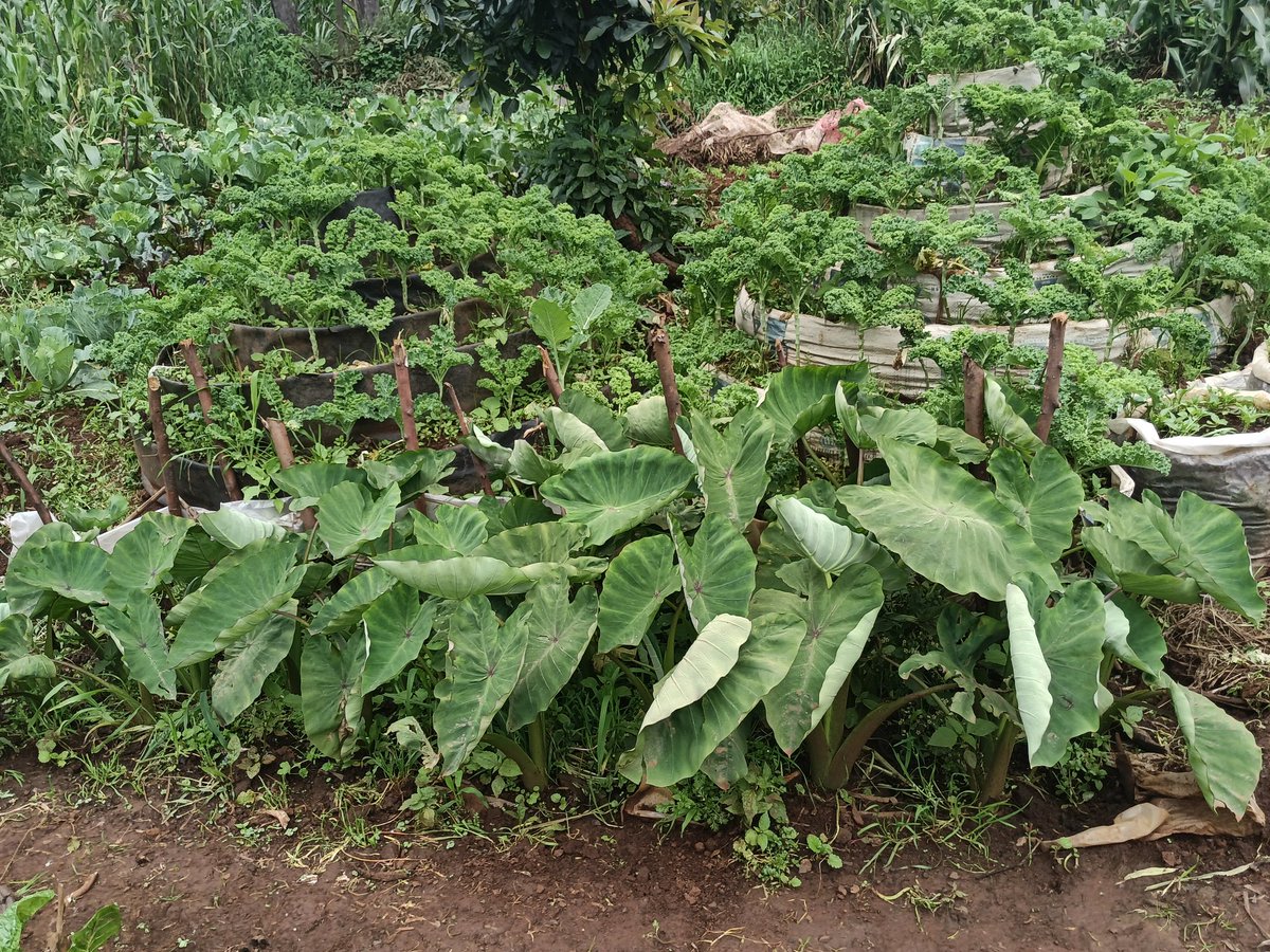 Slow Food Kenya tweet media