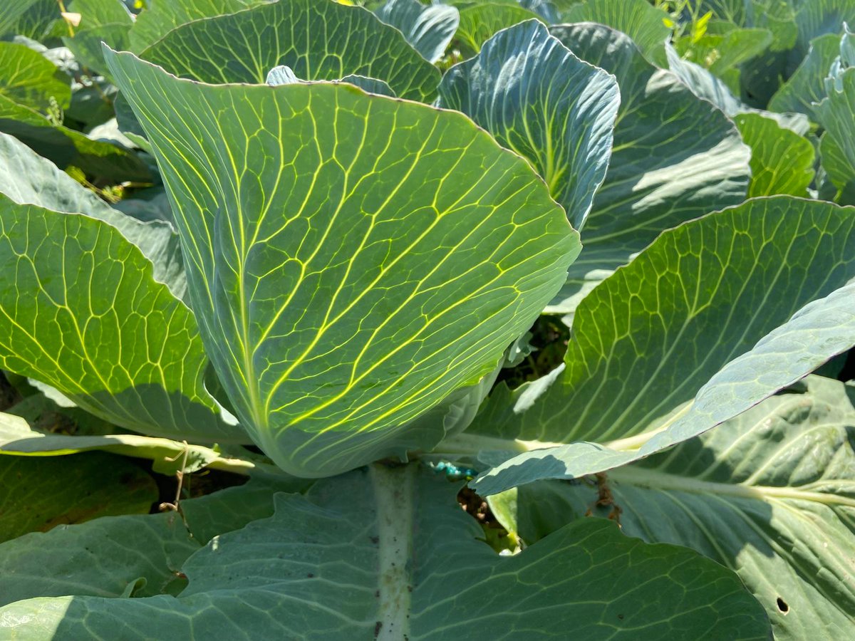 SyngentaUK's tweet image. Treated with #AMISTAR Top in mid-July.