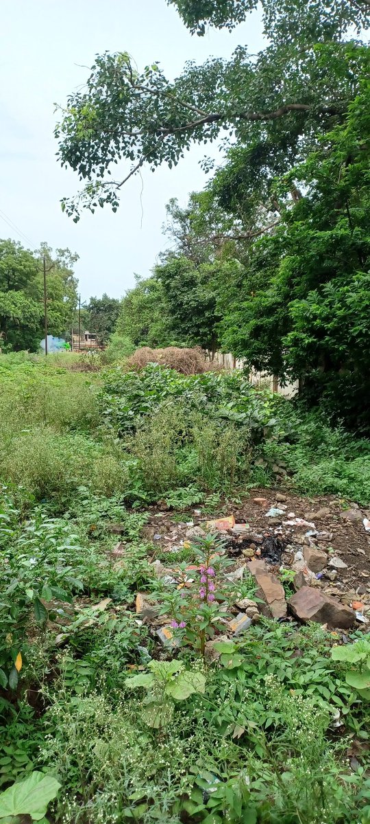 JackS19319's tweet photo. Sir,Railway Colony Bhilai-3 is in dire need of maintenance! High bushes are growing near quarters, and garbage is scattered everywhere. Responsible officials keep citing tender problems.@GMSECR @drm_raipur @DRMBilaspur @RailwaySeva @RailwayMinister Please take action! https://t.co/ROHJtDmsyL
