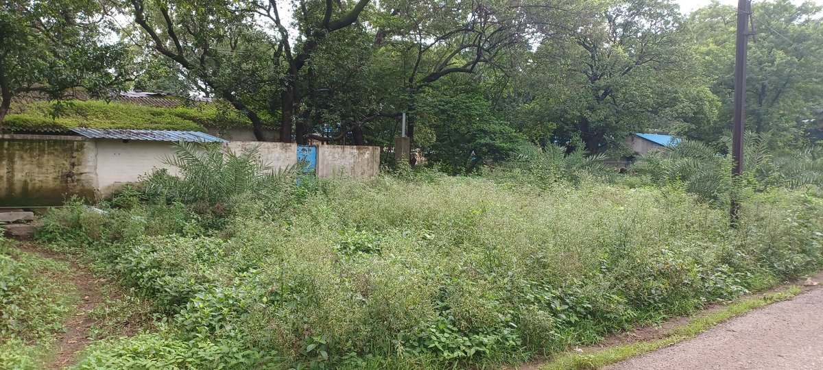 JackS19319's tweet photo. Sir,Railway Colony Bhilai-3 is in dire need of maintenance! High bushes are growing near quarters, and garbage is scattered everywhere. Responsible officials keep citing tender problems.@GMSECR @drm_raipur @DRMBilaspur @RailwaySeva @RailwayMinister Please take action! https://t.co/ROHJtDmsyL