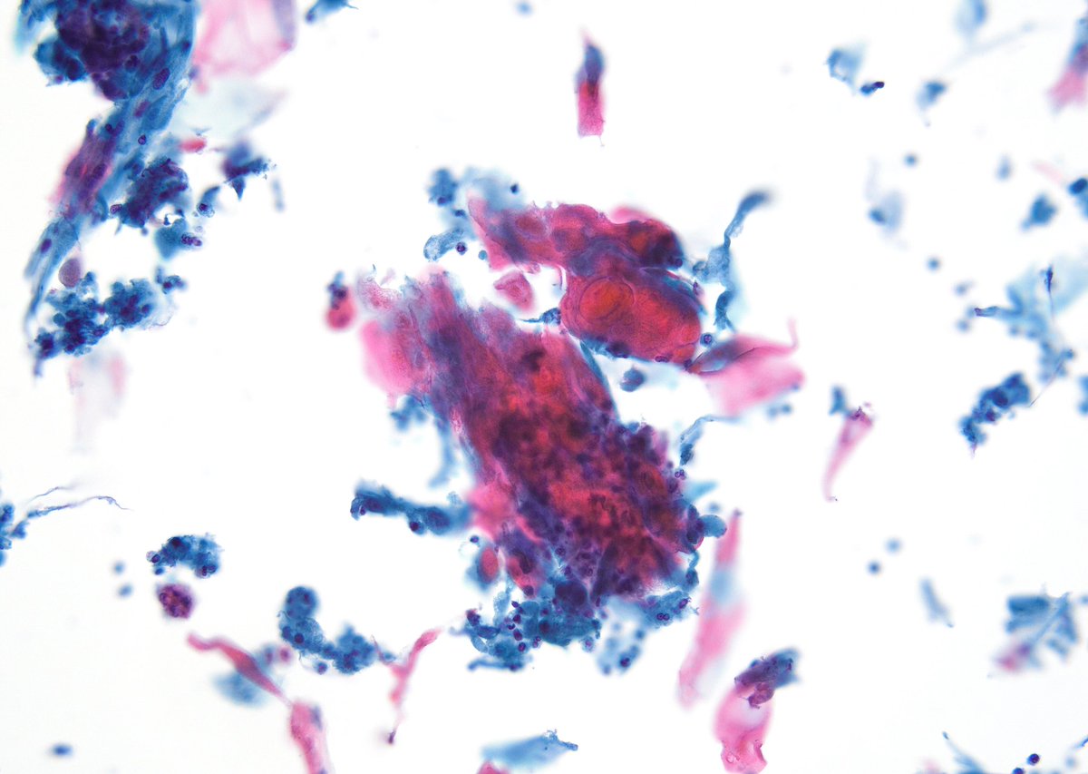 Syed Z. Ali tweet media