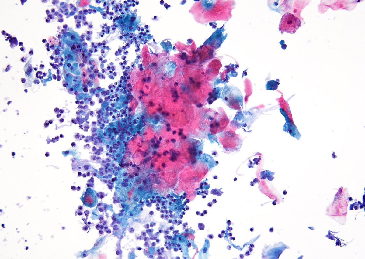 Syed Z. Ali tweet media