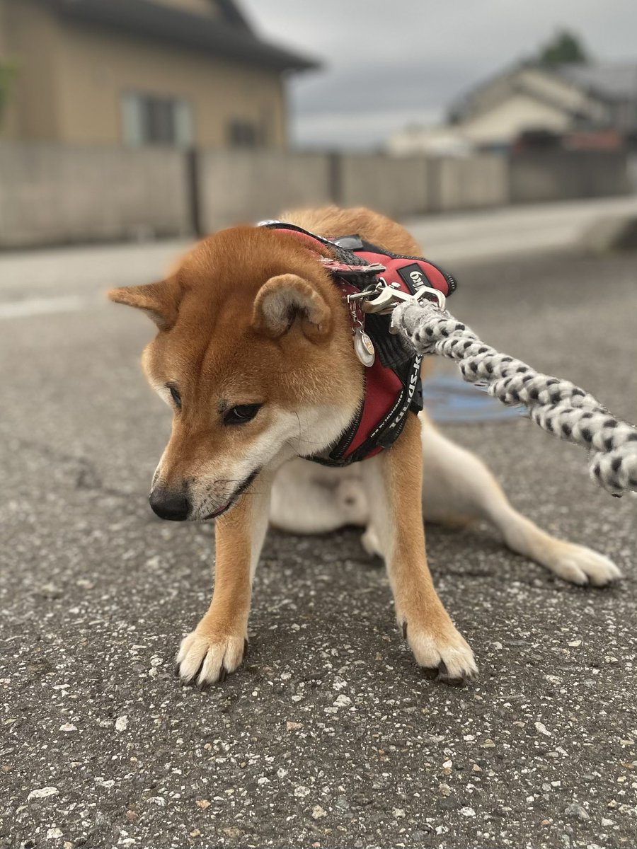281308ehr's tweet photo. 拒否柴、発動

#柴犬 #シバケン #拒否 #柴犬のいる暮らし ＃散歩 https://t.co/sGxG3BjGAo