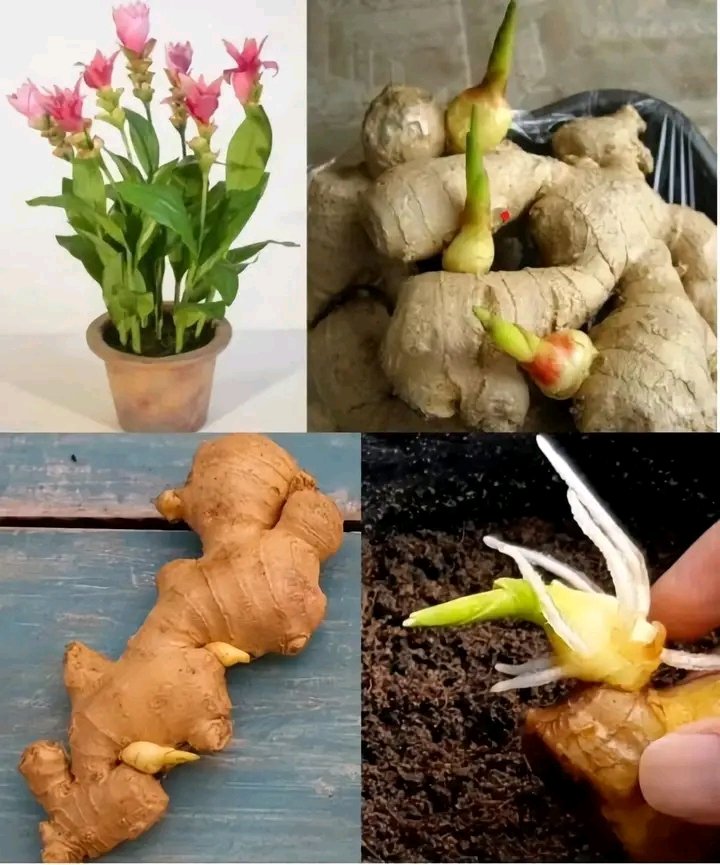 WorldlyHQ's tweet image. How to grow ginger at home to have an endless supply (and make it flower)

1. Selecting the Right Ginger:
Choose a firm, plump ginger rhizome with well-developed eyes.
Avoid shriveled or moldy rhizomes.

2. Preparing the Rhizome:
Soak the rhizome in lukewarm water overnight to