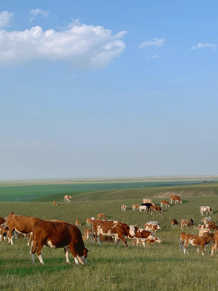 Antiqueclouds's tweet photo. 240816 #WangYuwen Xiaohongshu updates (2/2), Feeling free ☁️☀️
At this moment "the wind blows the grass low and the cattle and sheep are seen" is tangible! #ThisSummerIsSoGood #JustNowI #RecordItNow https://t.co/6mQv3S5D61