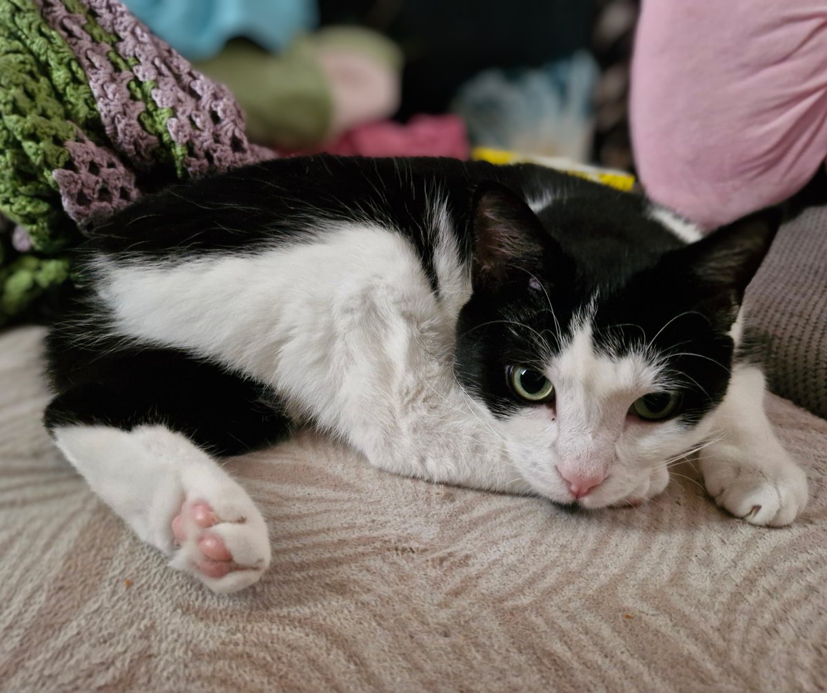 HELLO MINE DEER FRENDS!!! thear onley FORE moar days to votely for an DUGGY!!! LETTUCE DOED THISE !!!! YEAA!!!! m.shortstack.page/1JjM5F?sre=Rmn…
thamk yuo, frends!  <a href="/PetSittersIre/">Pet Sitters Ireland - Pet Sitting & Dog Walking</a> <a href="/noseoftralee/">Nose Of Tralee</a> #noseoftralee