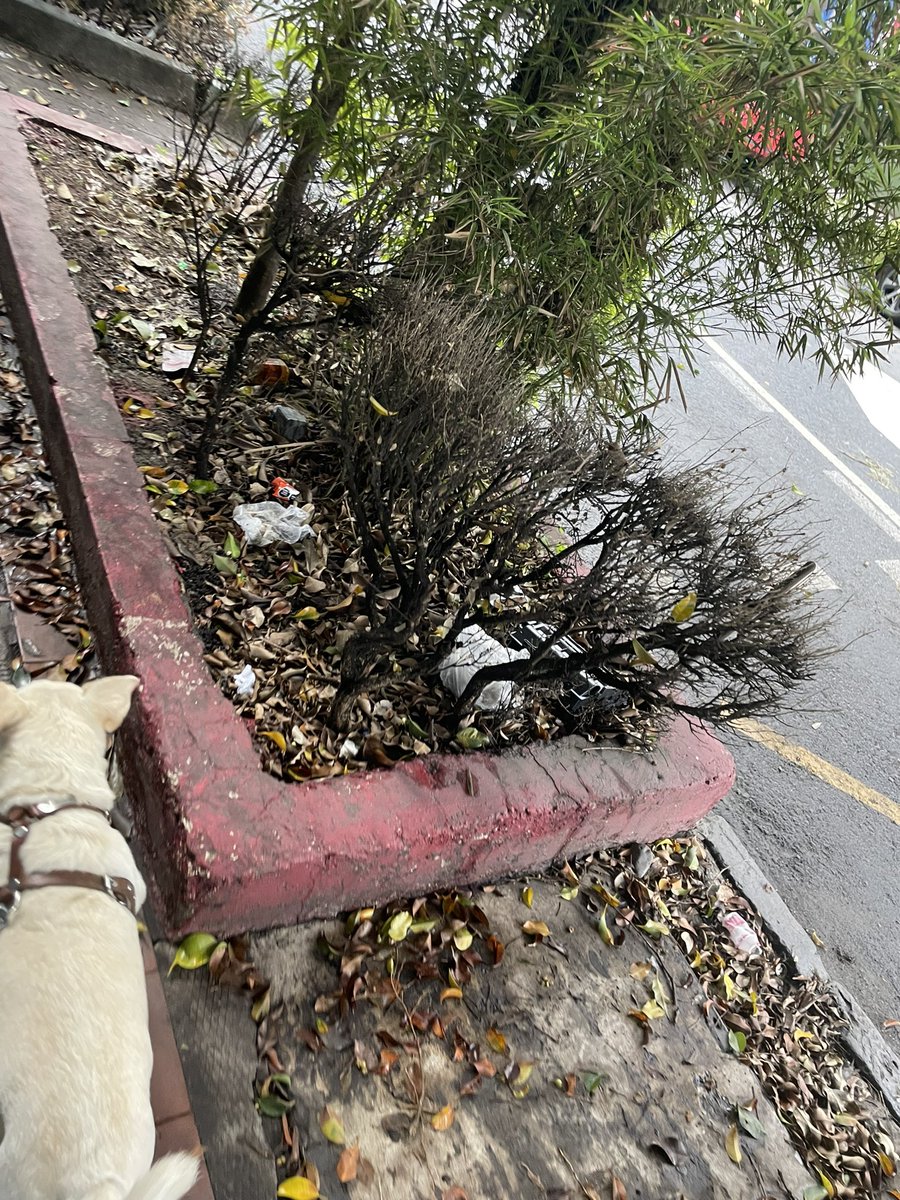 ramirezfavela's tweet photo. Así luce la entrada de la #guadalupeinn llena de basura y @GDCdesarrollos arrendó a @est.metropolitanos y nadie se responsabiliza de manger limpio @lialimon @AlcaldiaAO https://t.co/TZyak7d2ed
