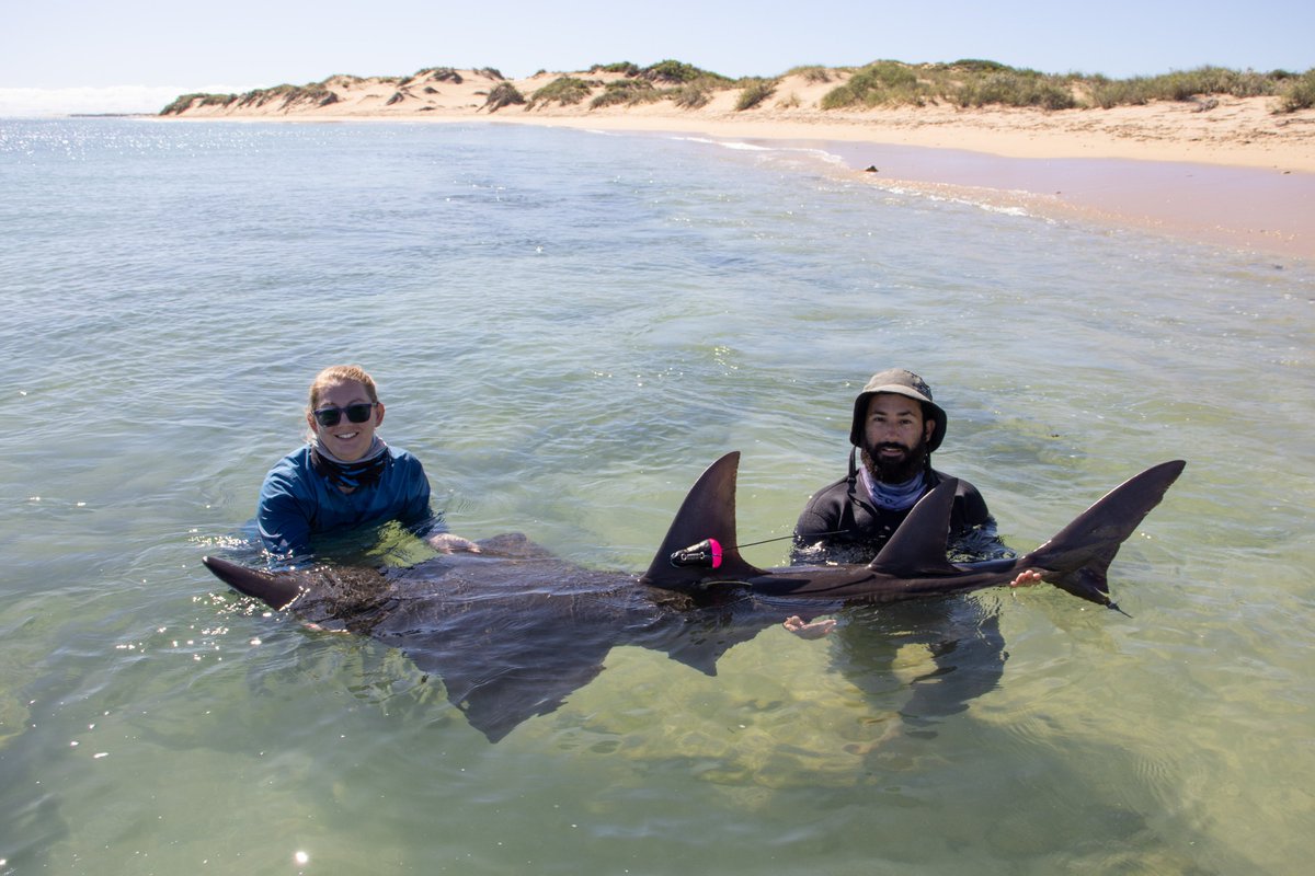 Karissa Lear (@karissalear) on Twitter photo Very excited to share our recent paper about the secret lives of wedgefish at Ningaloo Reef, Western Australia - just in time for #FlatsharkFriday.
<a href="/minderoo/">Minderoo Foundation</a> <a href="/Recesito/">Rebecca Bateman-John</a> <a href="/FreshFishMurd/">Freshwater Fish</a> <a href="/MurdochUni/">Murdoch University</a> <a href="/DrNickWhitney/">Nick Whitney</a> <a href="/AdrianGleiss/">Adrian Gleiss</a>
doi.org/10.1007/s00227… Very excited to share our recent paper about the secret lives of wedgefish at Ningaloo Reef, Western Australia - just in time for #FlatsharkFriday.
<a href="/minderoo/">Minderoo Foundation</a> <a href="/Recesito/">Rebecca Bateman-John</a> <a href="/FreshFishMurd/">Freshwater Fish</a> <a href="/MurdochUni/">Murdoch University</a> <a href="/DrNickWhitney/">Nick Whitney</a> <a href="/AdrianGleiss/">Adrian Gleiss</a>
doi.org/10.1007/s00227…