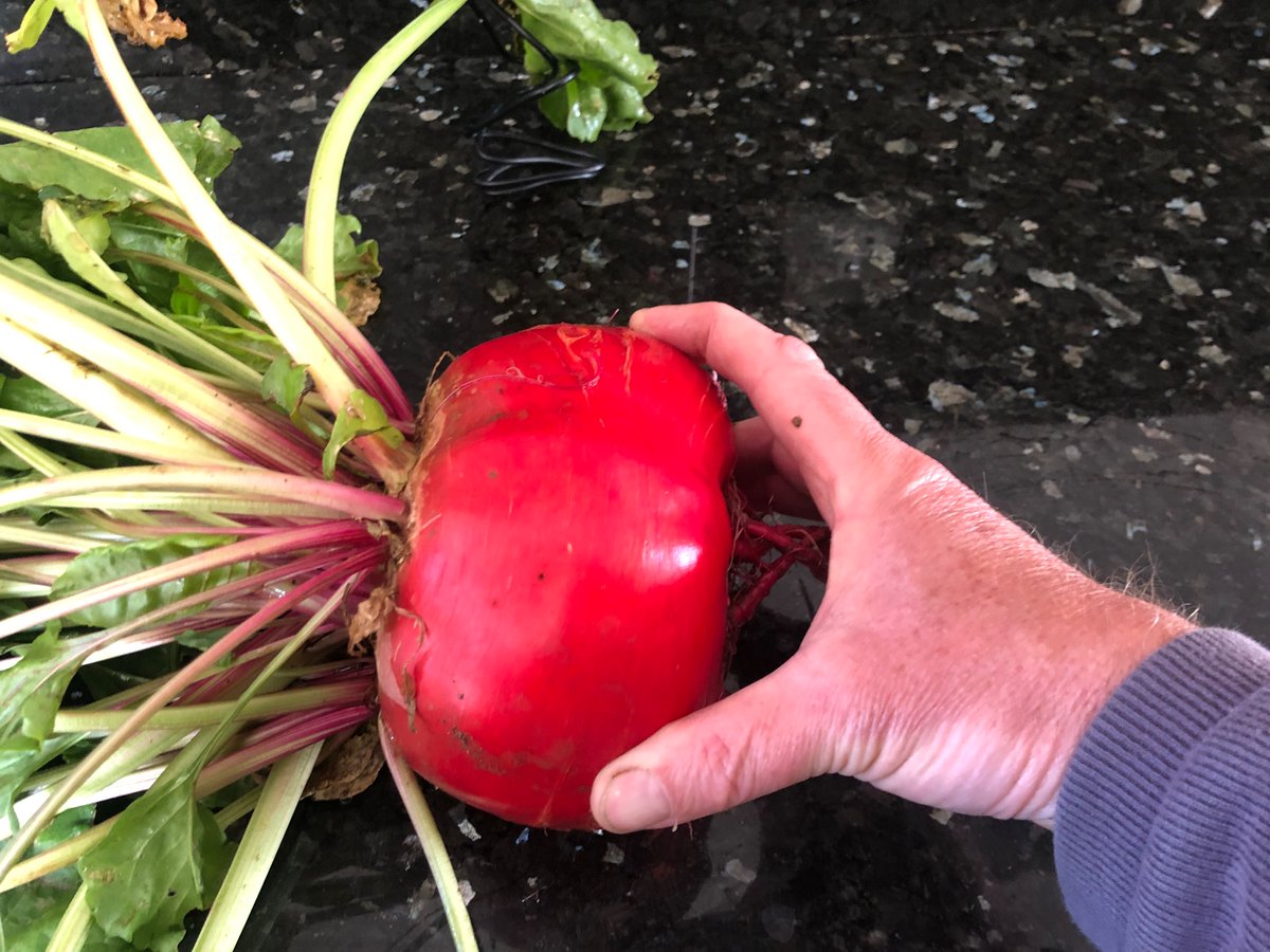 A homegrown beet - one is enough to feed everyone 😉
#Beta #Amaranthaceae