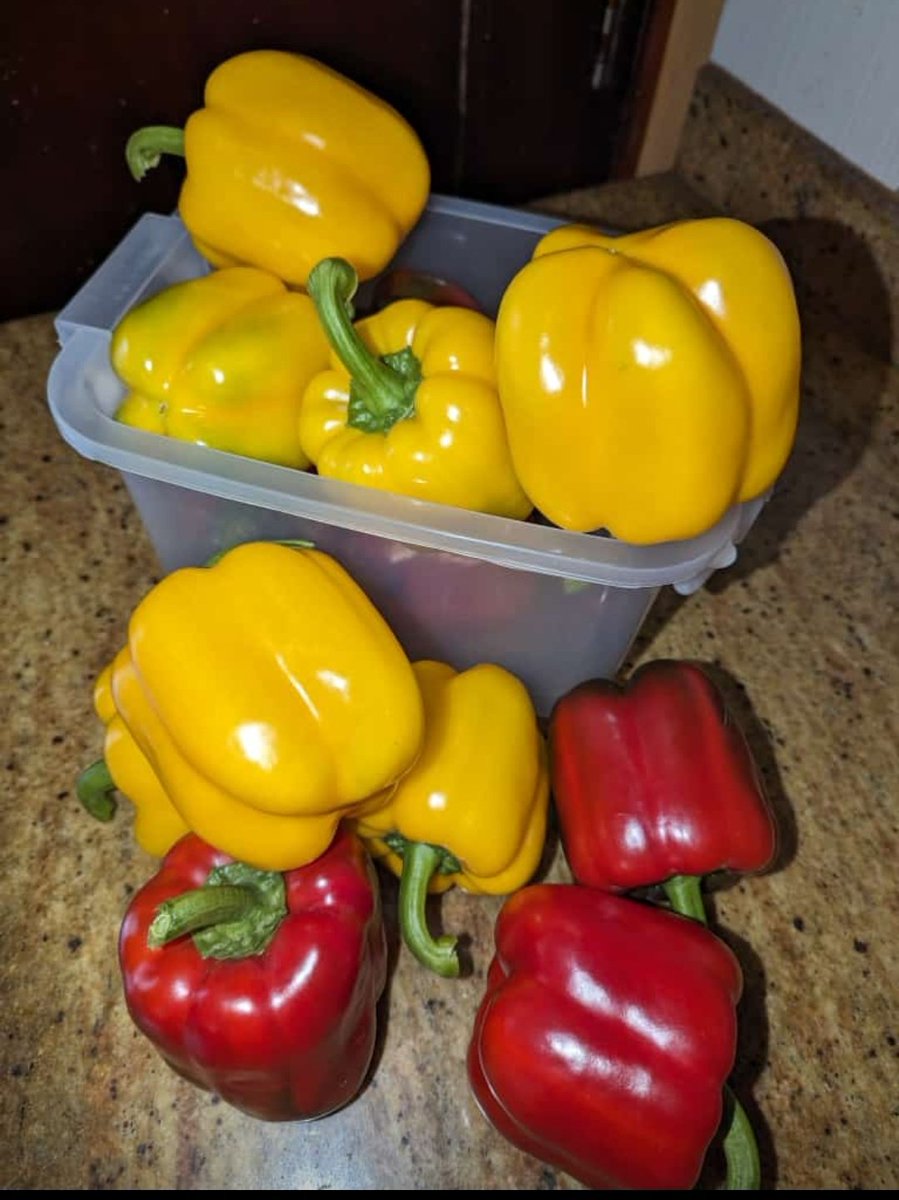 The beauty and happiness we receive at the end of the growing season keeps us moving.
<a href="/HgtUganda/">Holland Greentech Uganda</a>
<a href="/MAAIF_Uganda/">MAAIF 🇺🇬</a> <a href="/narouganda/">NARO Uganda</a> <a href="/Africanwomeni10/">African Women in Agriculture Network- (AWiAN)</a> <a href="/VDS_ACAMPO_BV/">Holland Green Tech - NL</a> <a href="/NLinUganda/">Embassy of the Netherlands in Uganda</a> @