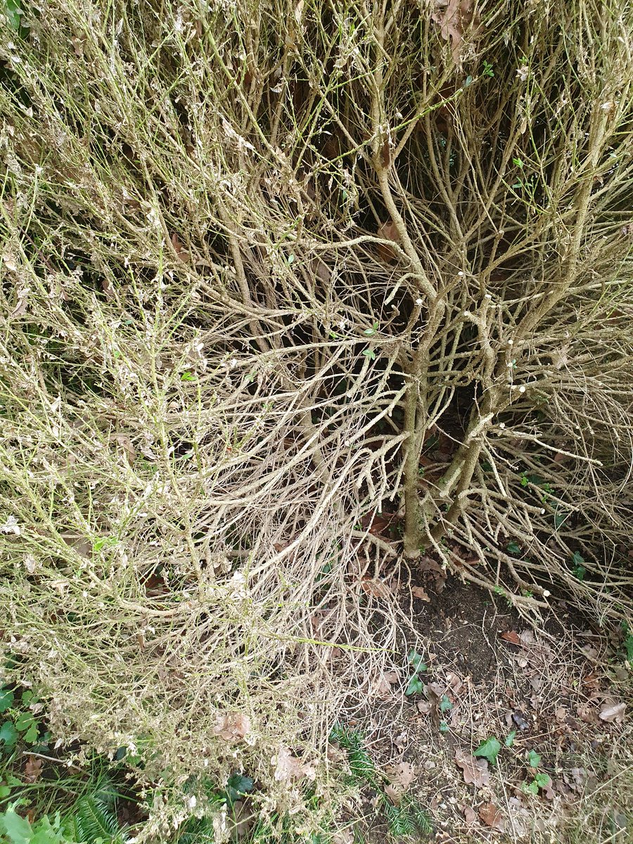 truemmerfeld's tweet image. Eine Ära endet - die des Buchsbaums.
20 Jahre hat die Pflanze mich begleitet, aber der Kampf gegen den #Zünsler ist nicht zu gewinnen. 
Gärtnereien verkaufen schon gar keinen #Buchsbaum mehr.
😢