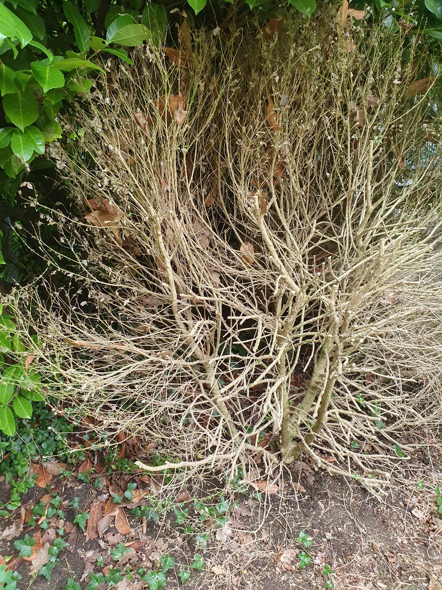 truemmerfeld's tweet image. Eine Ära endet - die des Buchsbaums.
20 Jahre hat die Pflanze mich begleitet, aber der Kampf gegen den #Zünsler ist nicht zu gewinnen. 
Gärtnereien verkaufen schon gar keinen #Buchsbaum mehr.
😢