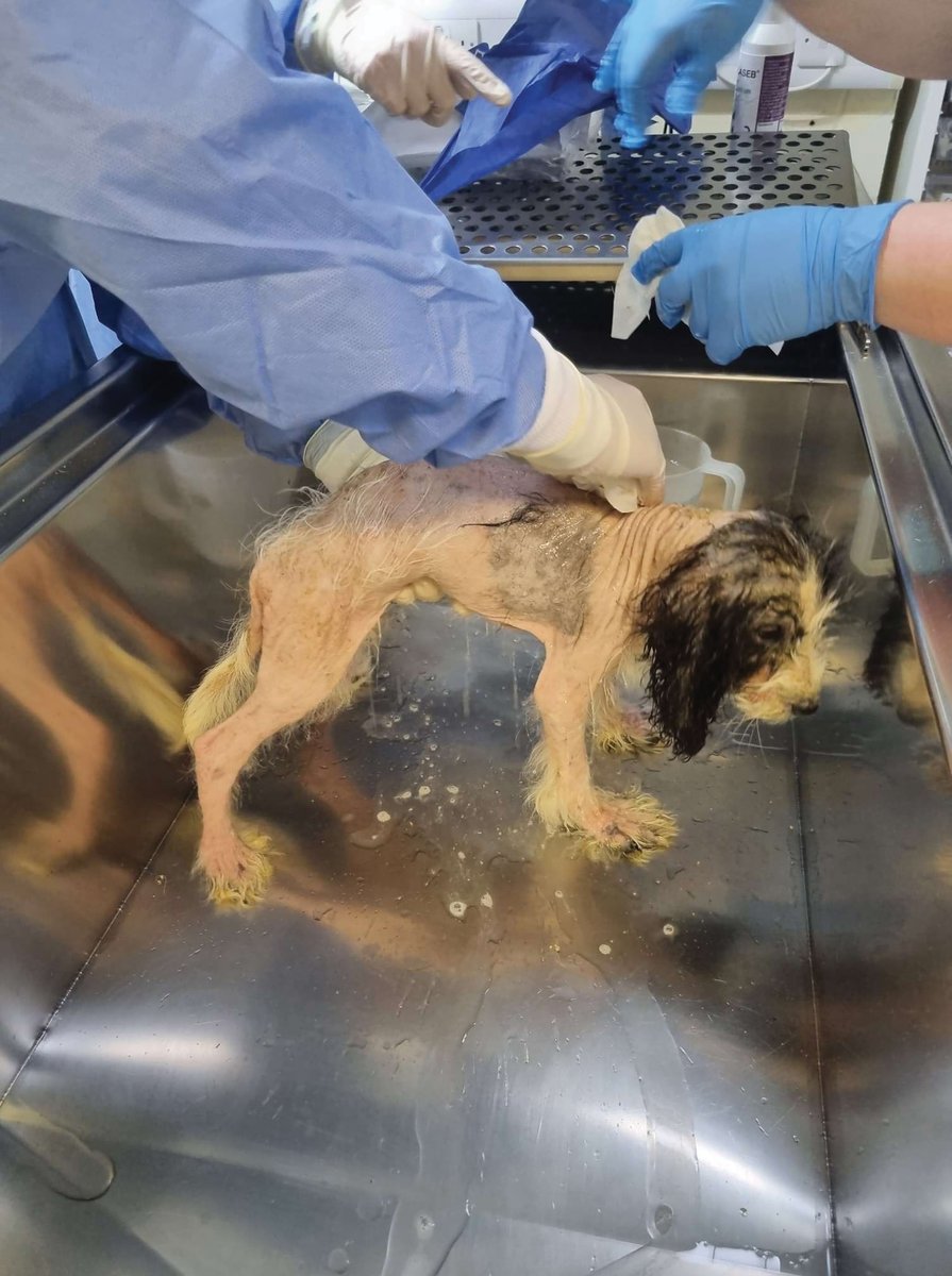 Central College of Animal Studies tweet media