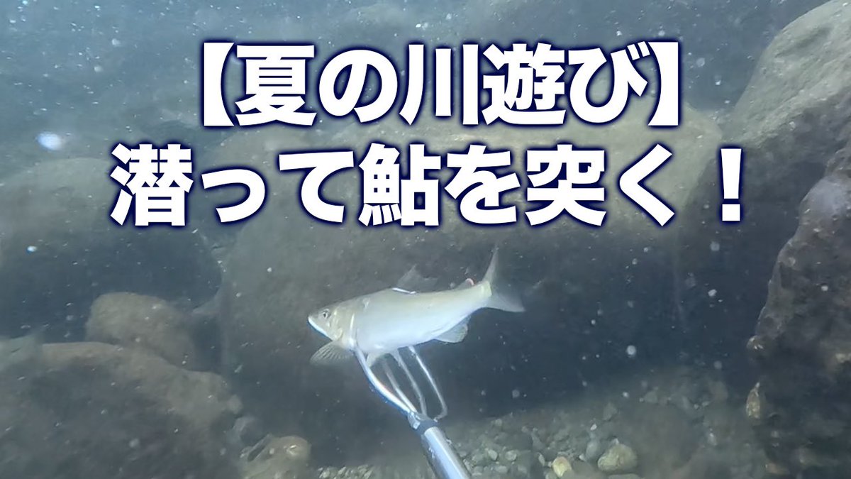 takashyman's tweet photo. YouTube更新

【夏の川遊び最高】潜って涼みながら、ヤス突きで激ウマの鮎を捕獲！［spear a sweetfish］
https://t.co/6xvcAJuKvG

釣りキチの夏休み。
とても涼しく、最高のひとときでした。

#夏休み #夏遊び #川遊び #spearfishing #魚突き #鮎突き #鮎 #美味い #delicious #sweetfish https://t.co/blLJTiuejM