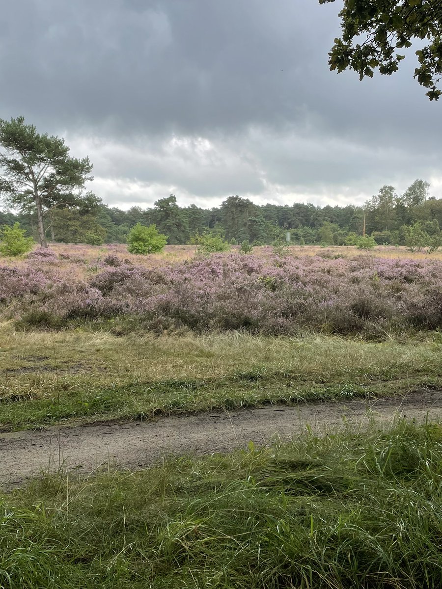 Ondanks de vele regen en dreigende luchten vandaag, valt er nog steeds kleur te bekennen.