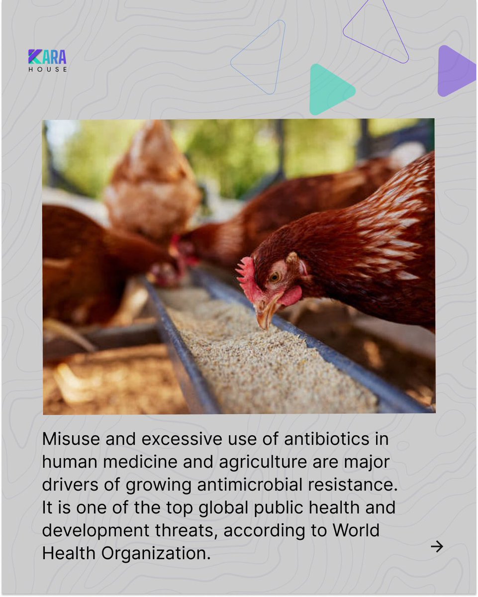 A recent study by Gavi found that Nigerian babies are born with colistin-resistant bacterial which may lead to future drug-resistant infections.

Gavi says antibacterial resistance may be due to increasing use of colistin in agriculture.
#karahousemedia #colistin
