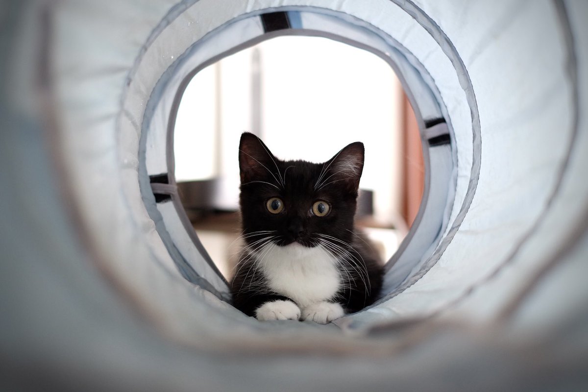 I'm Uni :3 tweet media