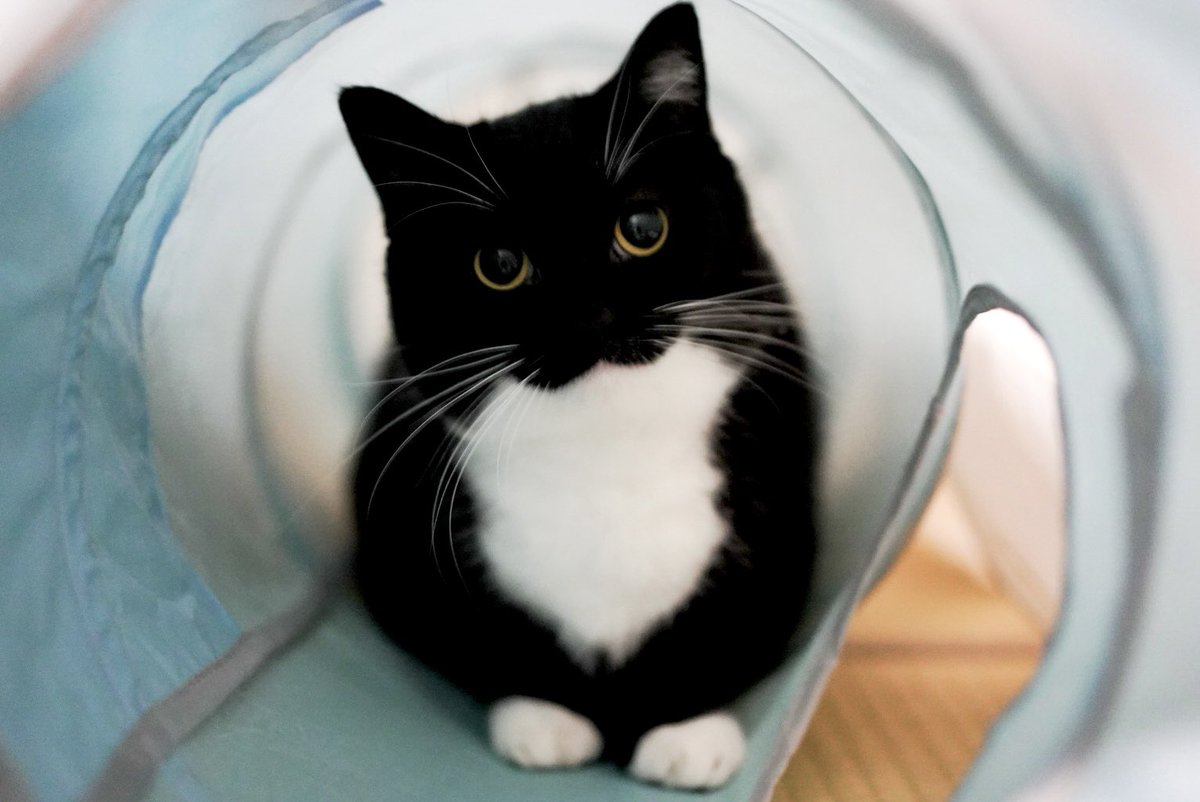 I'm Uni :3 tweet media