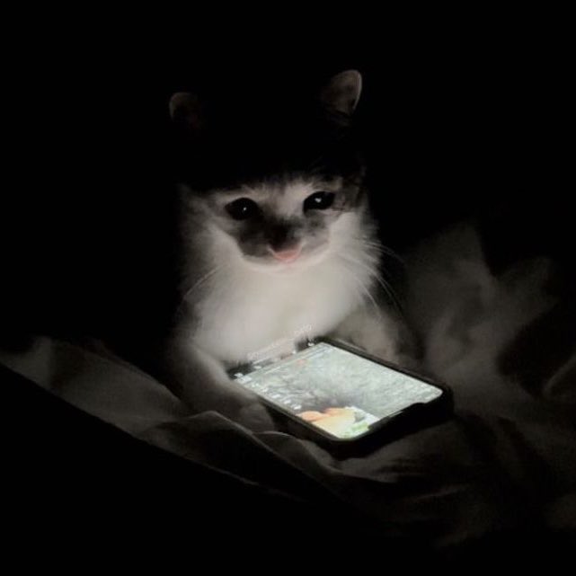 sillysmolcats's tweet photo. https://t.co/kISh2b9eNA
