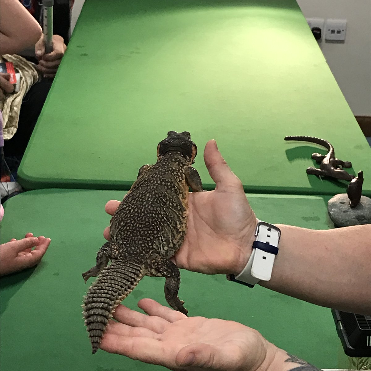 NationalTramway's tweet photo. #Families have been having fun @CrichTramway today. Jungle Jo's small #animals have been popular and Jo has presented many fascinating facts along with the opportunity to hold these animals. #animalfun #DiscoveryWeek #snakes #lizards #frogs #millipead #stickinsects #cockroaches https://t.co/boch9lWfks