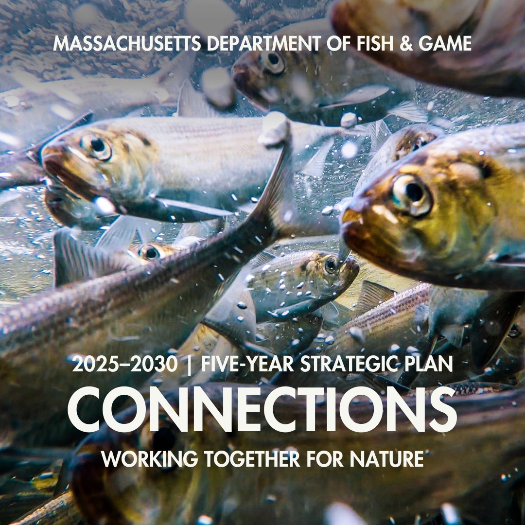 MassDFG's tweet image. BREAKING NEWS: @MassDFG is thrilled to announce our five-year strategic plan "Connections: Working Together for Nature" to guide the agency’s work from 2025–2030! ⚡️🐟
Learn more & explore the plan > mass.gov/news/massachus… (1/4)