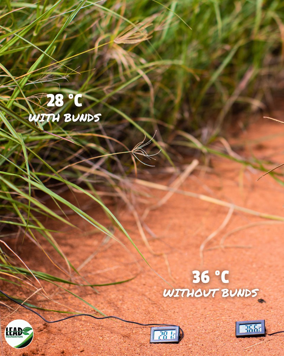 The Bunds Cooling effect 🌱❄️🌙

Our regreening initiative reveals a striking difference in temperature between the areas with half-moon bunds and the surrounding land. Vegetation is nature's air conditioners, helping us create cooler microclimates! 🌍 with <a href="/justdiggit/">Justdiggit</a>