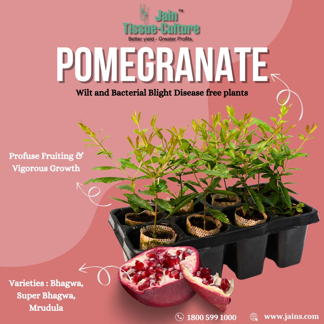 JainTissueCrops's tweet photo. 🌟 Grow stronger with Jain Tissue Culture Pomegranate—disease-free plants, better yields, and more profit. 🚀 Farm smarter today! 🌱
#pomegranate #tissueculture #profitfirst #jainhitech https://t.co/AfjSGdFjQD