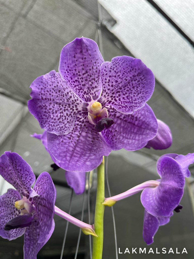 ExoticsOrchids's tweet photo. Vanda blooms at Lakmalsala - Pasyala 
#vanda #Lakmalsala https://t.co/3JCZwJU1MY