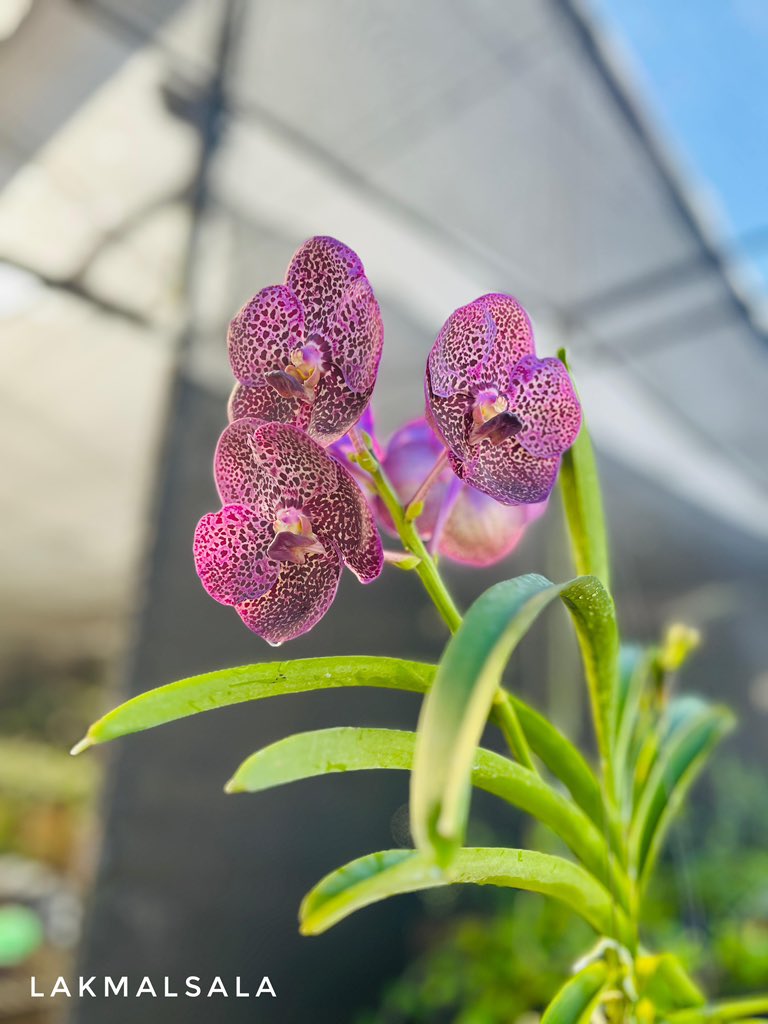 ExoticsOrchids's tweet photo. Vanda blooms at Lakmalsala - Pasyala 
#vanda #Lakmalsala https://t.co/3JCZwJU1MY