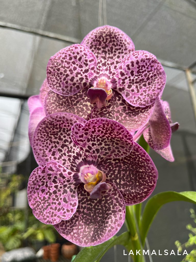 ExoticsOrchids's tweet photo. Vanda blooms at Lakmalsala - Pasyala 
#vanda #Lakmalsala https://t.co/3JCZwJU1MY