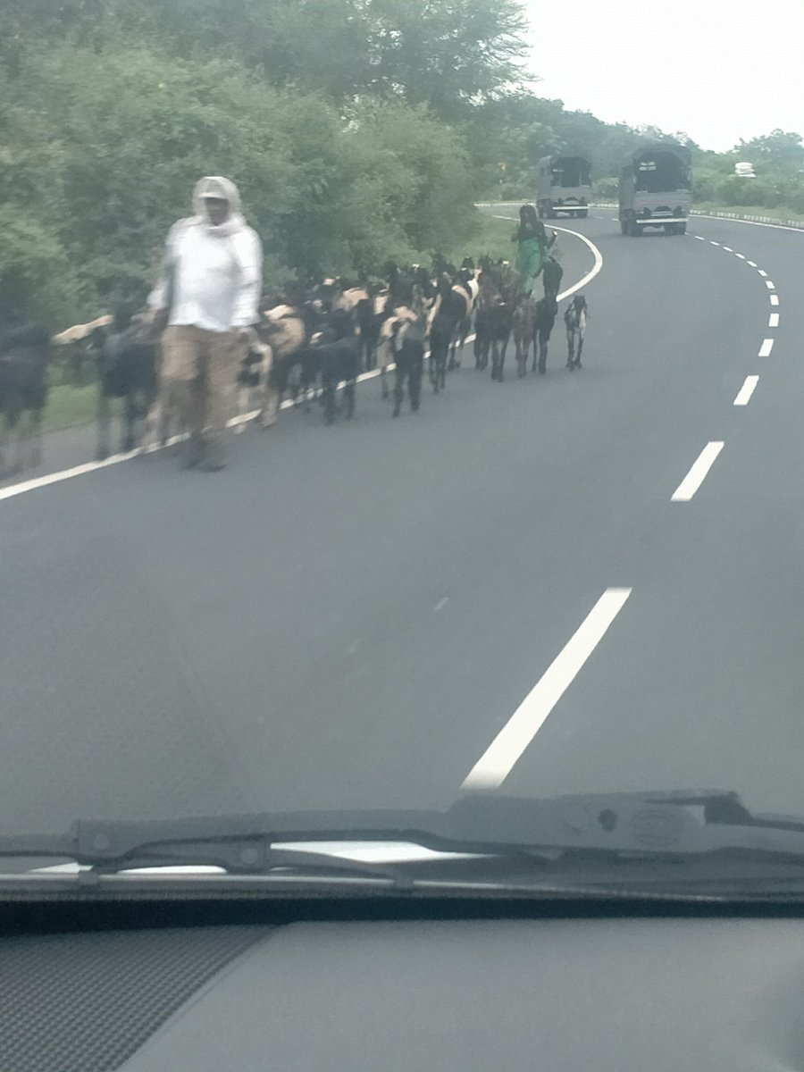 Aashieshgupta6's tweet photo. Sir @CMMadhyaPradesh with due respect, wanted to highlight that we are on a road trip from Pune to Agra and the way entire roads have been gifted with pot holes and special checkpost of cows on NH 44 in MP tests our driving skills.  #RoadsForDevelopment @nitin_gadkari https://t.co/aGKdLpE5a3