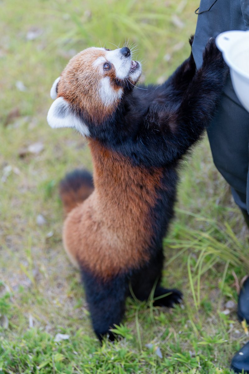 sugitti62's tweet photo. 東山動植物園のナイトZooに行ってきたよ
おやつをおねだりする姿がかわいい
#東山動植物園 https://t.co/JGrvpVKBZU