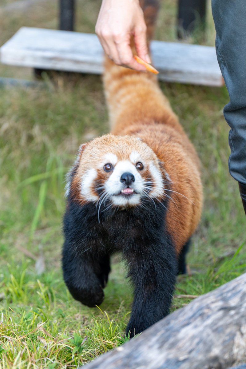 sugitti62's tweet photo. 東山動植物園のナイトZooに行ってきたよ
おやつをおねだりする姿がかわいい
#東山動植物園 https://t.co/JGrvpVKBZU