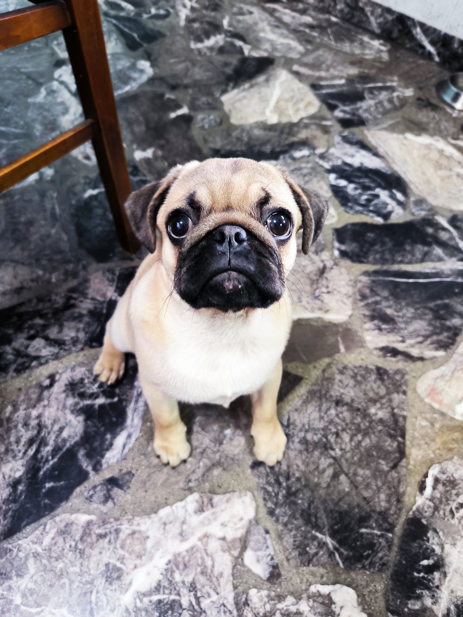 Mcconas's tweet photo. @Mcconas Hugo El Pug! https://t.co/yI9NGdpbS9