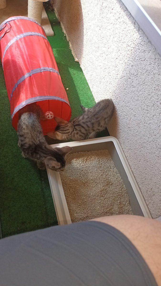 Nach 329 Tagen ohne Katzen sind heute Piggeldy und Frederick bei uns eingezogen. Die beiden sind aus dem Tierheim Berlin, sind 9½ Wochen alt, gechipt und geimpft und haben mehr Knete im Kopf als da eigentlich reinpassen sollte.