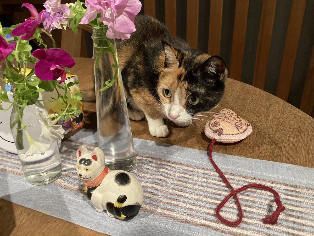 maya_szk's tweet photo. #三毛猫
#縞三毛
#縞三毛猫更紗と三毛猫紬 https://t.co/LgWndJhZlY