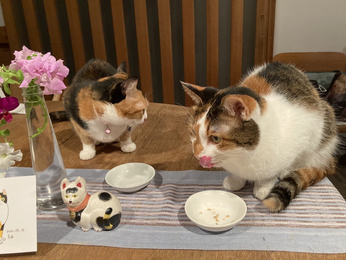 maya_szk's tweet photo. #三毛猫
#縞三毛
#縞三毛猫更紗と三毛猫紬 https://t.co/LgWndJhZlY