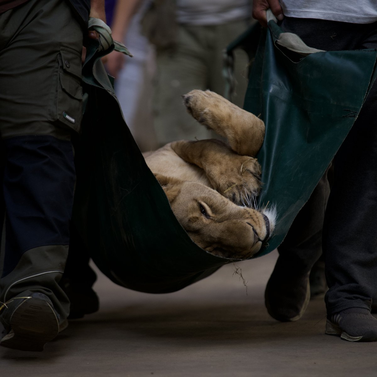 The Big Cat Sanctuary tweet media