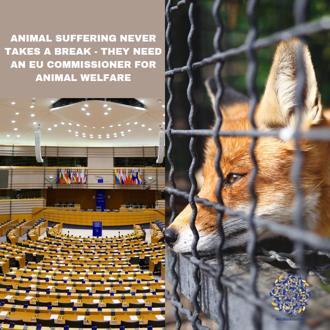 #EUforAnimals tweet media