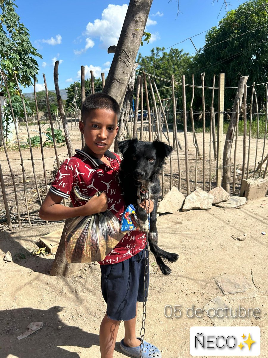 Maullidosyladr1's tweet photo. 05 October, health day 🙏🙌✨.
Over here, we have the beautiful CARAMBOLO & ÑECO🤍
Both getting rid of fleas, ticks and internal worms. Thanks to those who made it possible. 🩷
#05october #Carambolo5O #Ñeco5O https://t.co/vk3aTEyWmt