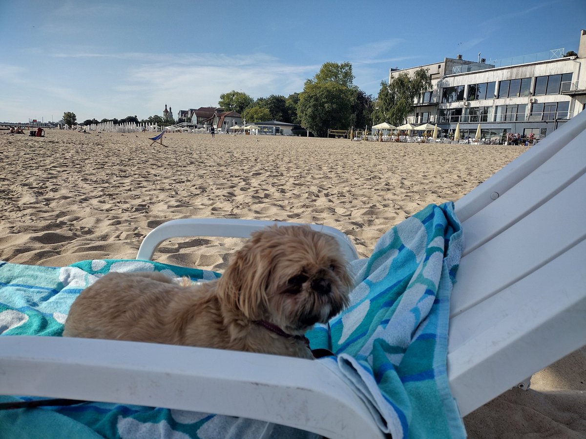 allyrdatarb2us's tweet photo. Living it up in Sopot #ShihTzu https://t.co/ue2Y5mRpl5