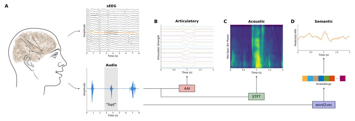 HerffC's tweet photo. Speaking involves the coordination of searching for the right words, planning muscle movement and predicting the resulting sound. @maximeverwoert's new preprint explores how these speech representations—semantic, articulatory, and acoustic—are mapped across the entire brain. 1/5 https://t.co/f4TcqxEqfC