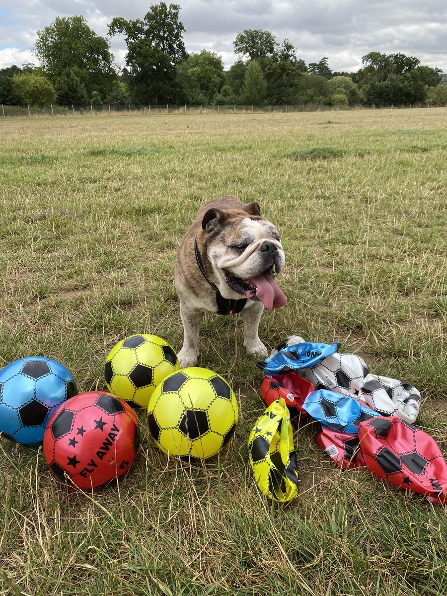 It’s Friday apparently it’s a big day tomorrow! so we went and played football ⚽️ 
Had 10 popped 6 👊🏻 had a great morning 😀 
Enjoy your Friday Furfriends 👍🏻👊🏻❤️