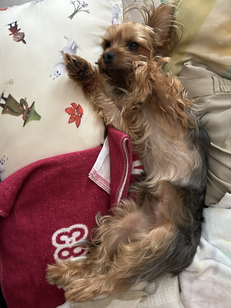 みか😊ぷっちょ🐶🌈ポポ🐶ペコ🐶 tweet media